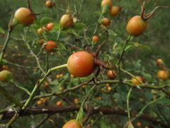 Rosa corymbifera