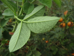 Rosa corymbifera