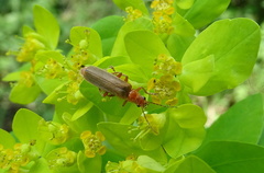 Cantharis rufa