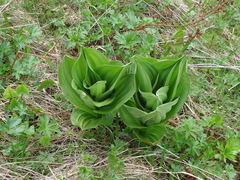 Veratrum lobelianum