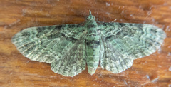 Pasiphila rectangulata