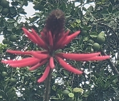 Erythrina americana