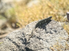 Liolaemus nigroviridis