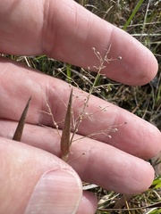 Dichanthelium erectifolium