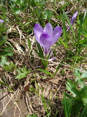 Crocus heuffelianus