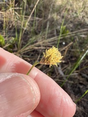 Fuirena scirpoidea