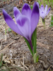 Crocus heuffelianus