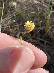 Fuirena scirpoidea
