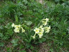 Primula elatior