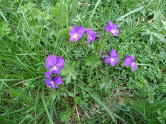 Viola calcarata