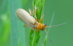 Cantharis rufa