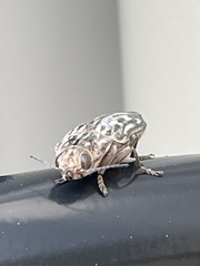 Chalcophora georgiana