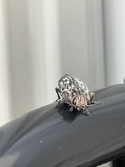 Chalcophora georgiana