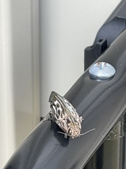 Chalcophora georgiana