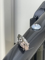 Chalcophora georgiana