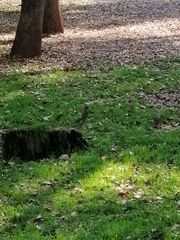 Turdus rufopalliatus