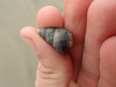 Cominella nassoides nassoides