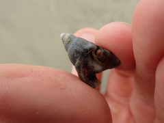 Cominella nassoides nassoides