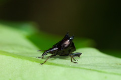 Scolopterus penicillatus