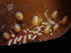 Patella pellucida