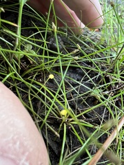 Utricularia gibba