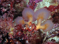 Aplidium punctum