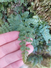 Asplenium billotii
