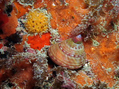 Calliostoma zizyphinum