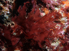 Metacallophyllis laciniata