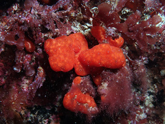 Polysyncraton lacazei