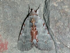 Catocala grynea