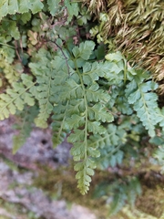 Asplenium billotii