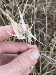 Rhynchospora latifolia