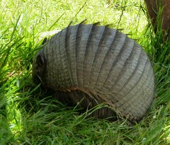 Chaetophractus villosus