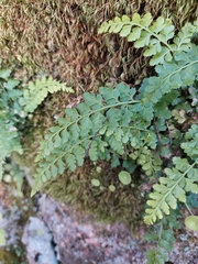 Asplenium billotii