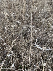 Rhynchospora latifolia