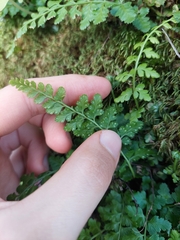 Asplenium billotii