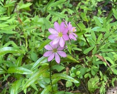 Sabatia capitata