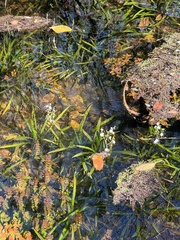 Sagittaria chapmanii