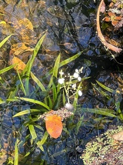 Sagittaria chapmanii
