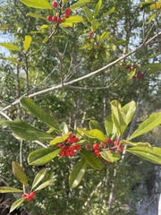 Ilex cassine