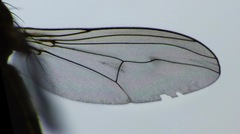 Tetrachaetus