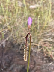Drosera tracyi