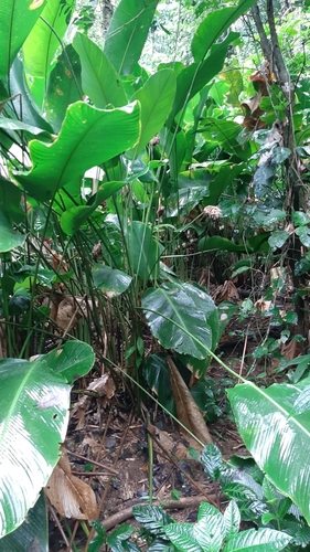Goeppertia inocephala, photograph 6