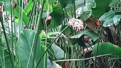 Goeppertia inocephala