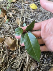 Prunus lusitanica
