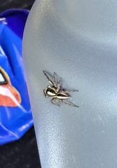 Leptofreya ambigua