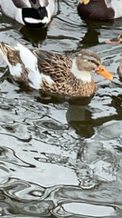 Anas platyrhynchos domesticus