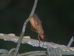 Dysdercus bimaculatus