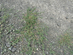 Polygonum aviculare aviculare